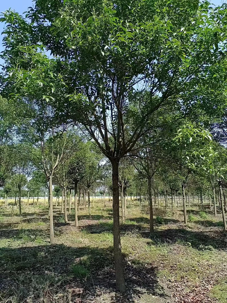 苗木基地