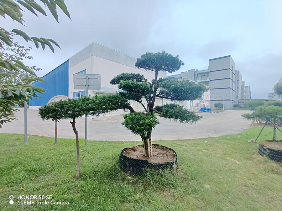 造型羅漢松